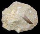 Fossil Plesiosaur (Zarafasaura) Tooth In Rock #58964-1